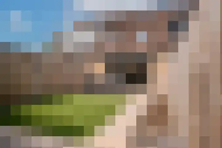 Bauerstraat 4 Duiven thumbnail 25