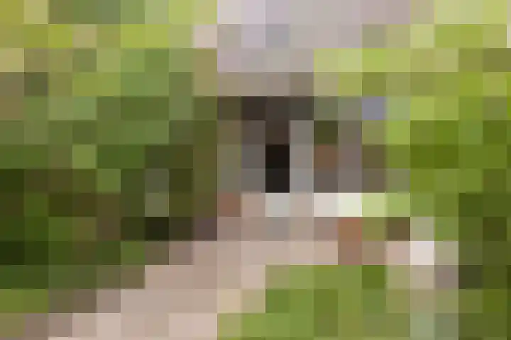 Bazuinlaan 87 Etten-Leur thumbnail 35