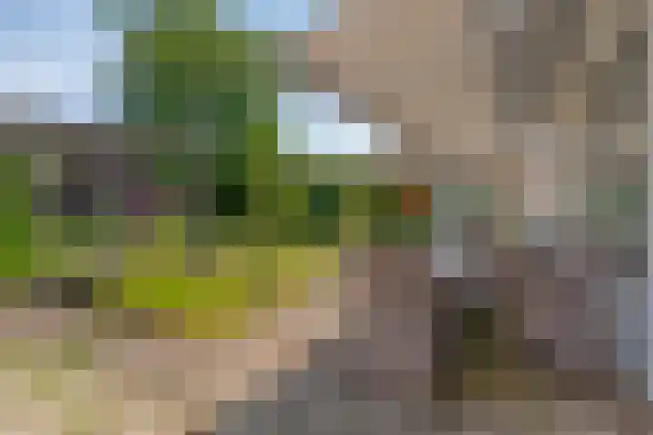 Beatrixlaan 9 Someren thumbnail 32