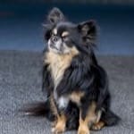 Foto van Beau | Kantoorhond