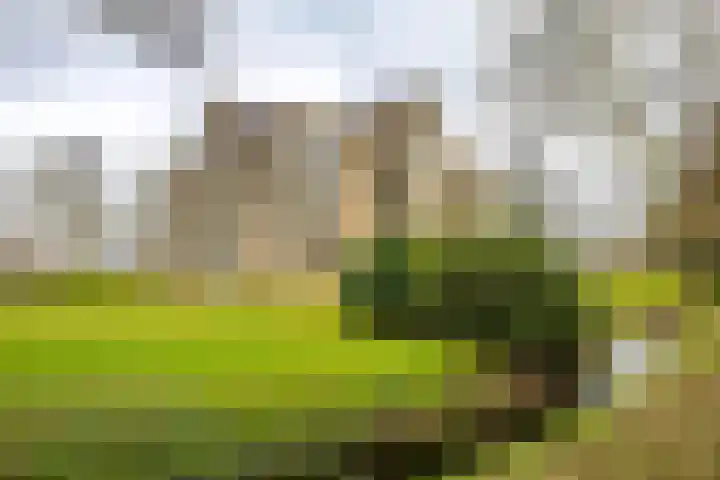 Beek en Bosch 51 Roden thumbnail 7