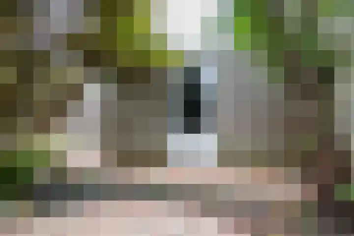 Beekgraafstraat 21 Veghel thumbnail 37