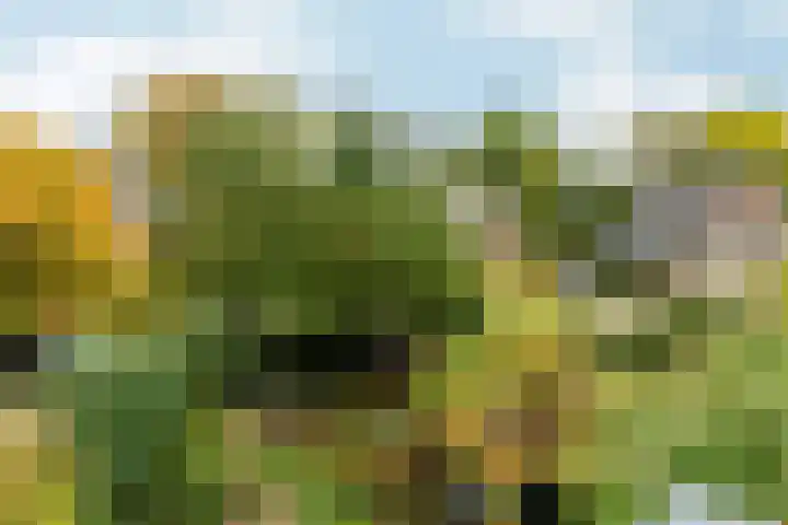 Beekland 9 Roden thumbnail 20