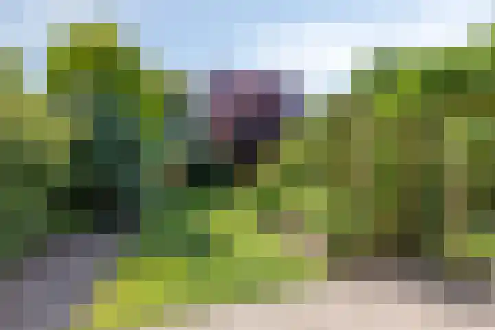 Beekland 9 Roden thumbnail 37