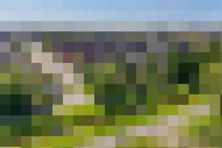 Beekpunge 111 Schoonebeek thumbnail 4