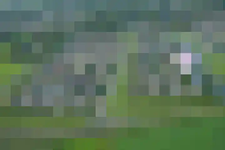 Beekpunge 111 Schoonebeek thumbnail 5