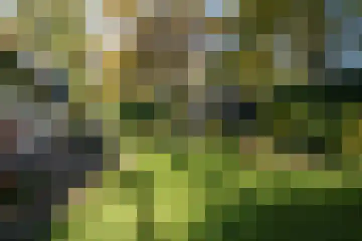 Beekstraat 32 Beesel thumbnail 55
