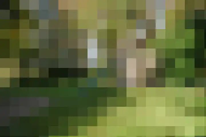 Beekstraat 32 Beesel thumbnail 58