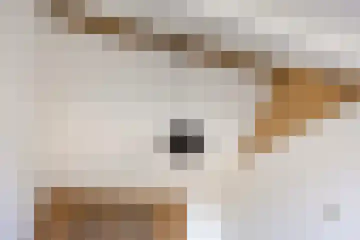 Beekvoorde 43 Borne thumbnail 30
