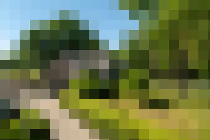 Beekweg 85 Hulshorst thumbnail 10