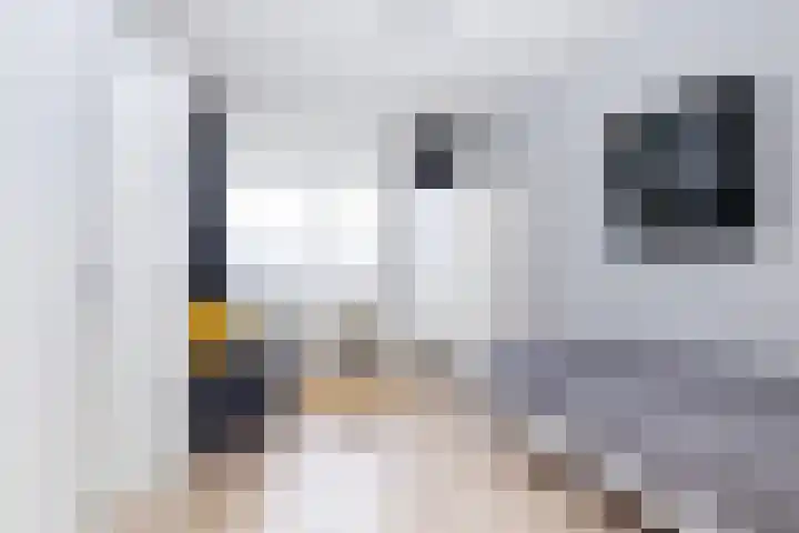 Beelhof 2 Wezep thumbnail 29