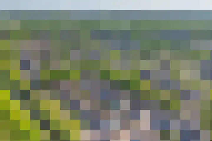 Beemdheuvel 6 Best thumbnail 37
