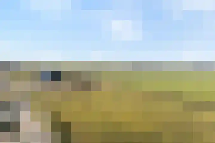 Beerzerhaar 36 a Beerzerveld thumbnail 8
