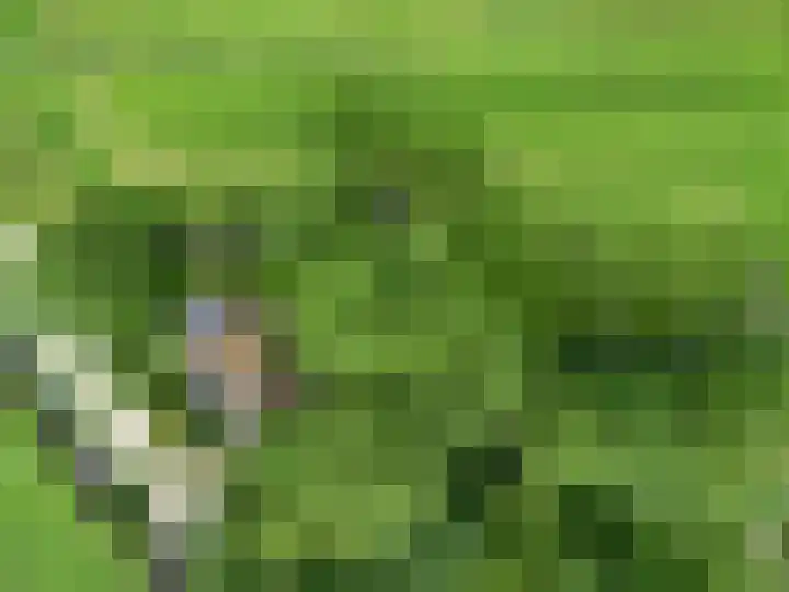 Beets 78 Beets thumbnail 26