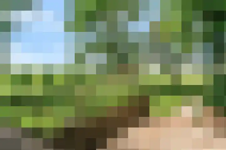 Beets 78 Beets thumbnail 33
