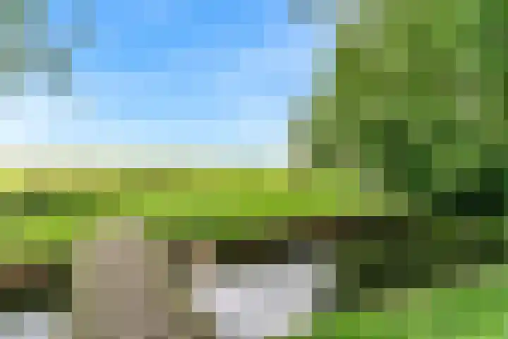 Beets 78 Beets thumbnail 37
