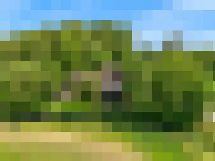Beets 78 Beets thumbnail 40
