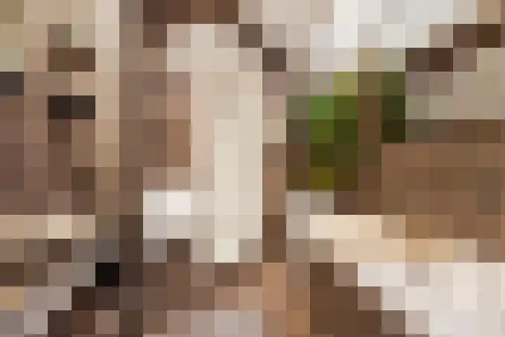 Begijnhof 6 Haarlem thumbnail 31