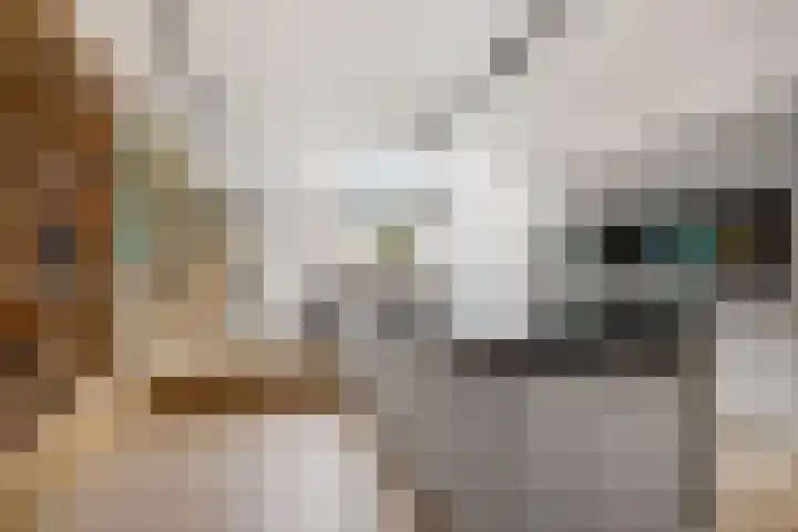 Begijnhof 6 Haarlem thumbnail 4