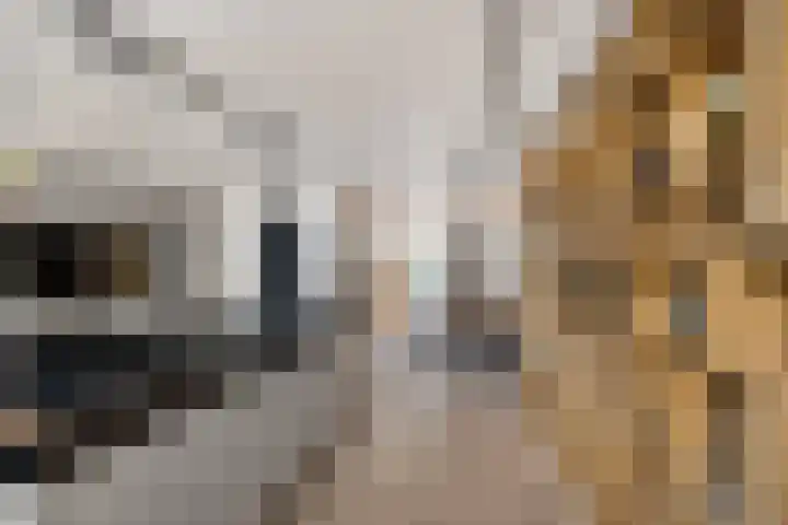 Begijnhof 6 Haarlem thumbnail 8