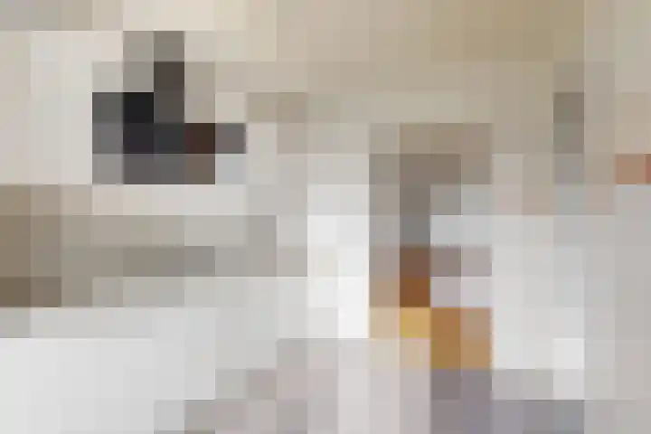 Begoniasingel 66 Geleen thumbnail 13