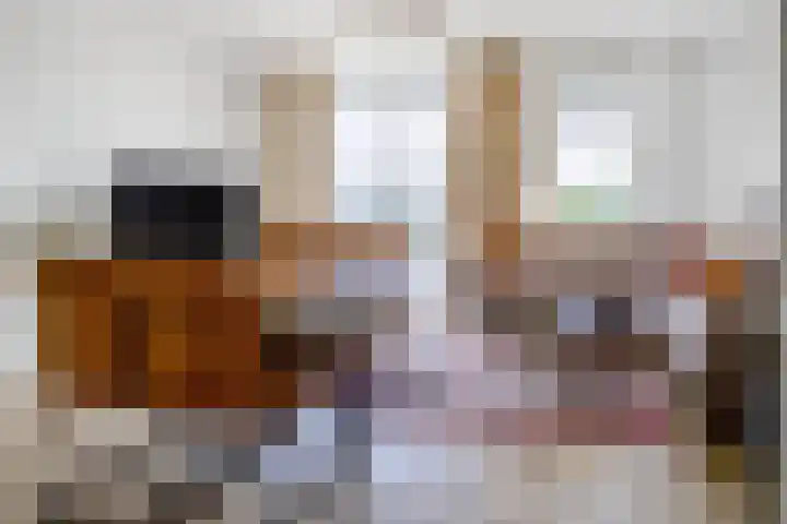 Begoniatuin 287 Pijnacker thumbnail 36