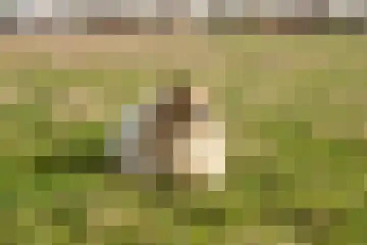Behrenslijn 19 Zoetermeer thumbnail 50