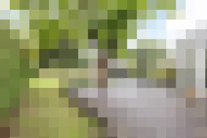 Bekerbaan 11 Schimmert thumbnail 26