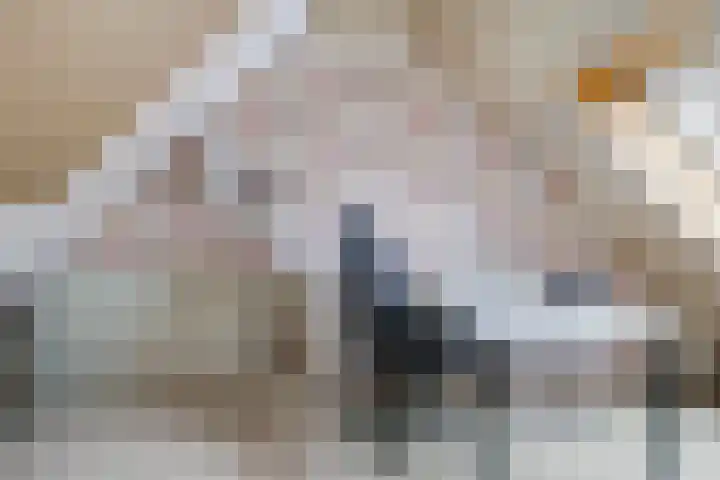 Bellefleur 60 Zetten thumbnail 42
