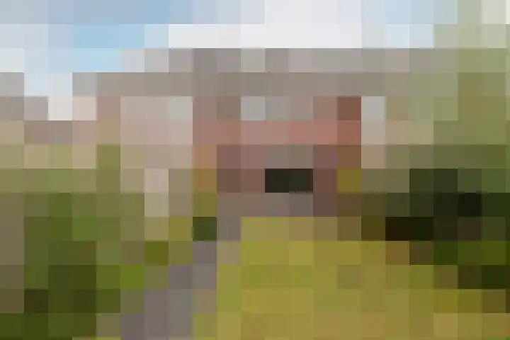 Bellefleur 7 Andel thumbnail 29