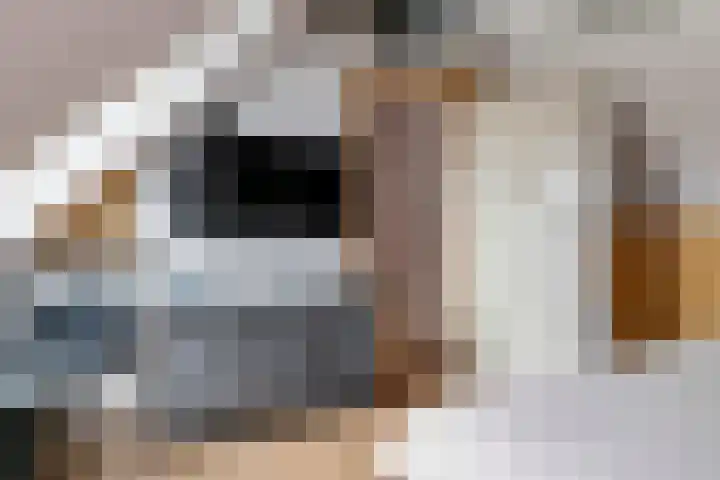 Bellefleur 7 Zetten thumbnail 51