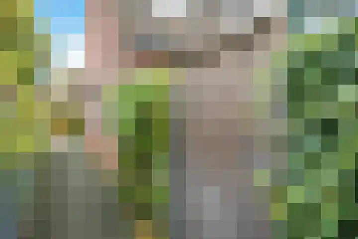 Bellefleur 7 Zetten thumbnail 70