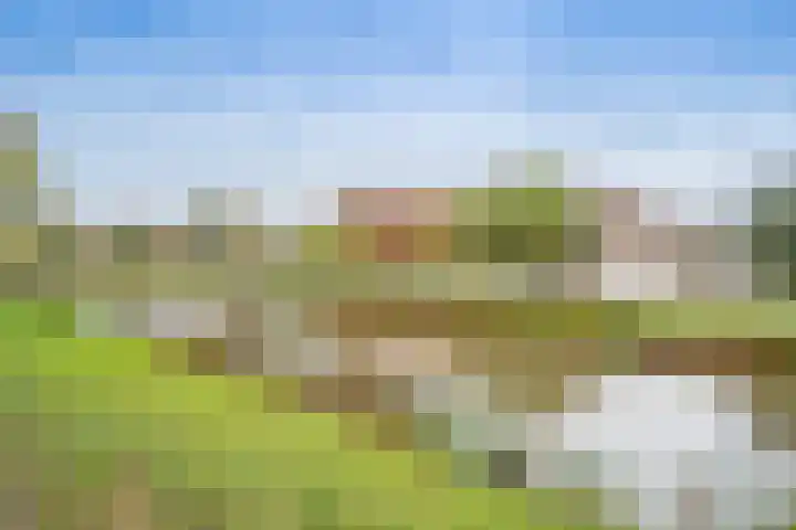 Benedeneind NZ 384 Benschop thumbnail 10