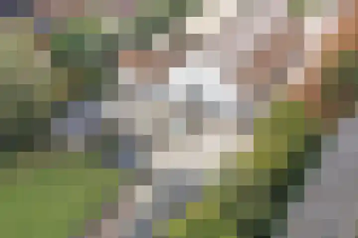 Benedeneind NZ 384 Benschop thumbnail 8