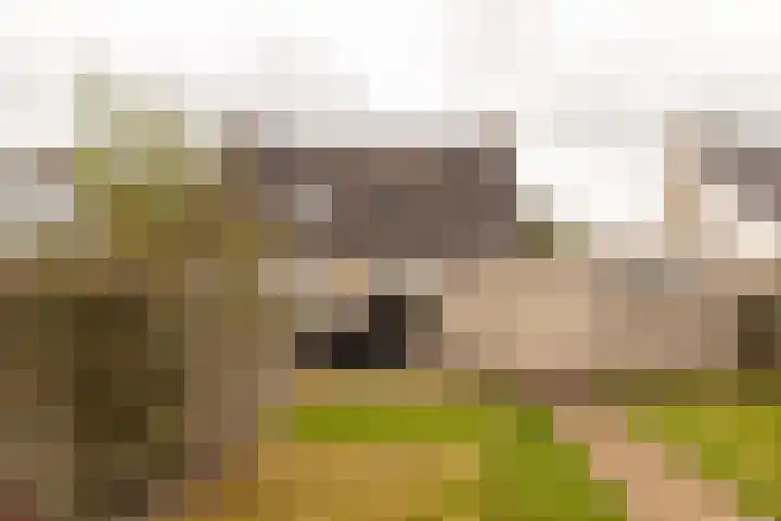 Benjamin Steegengastrjitte 19 Balk thumbnail 31