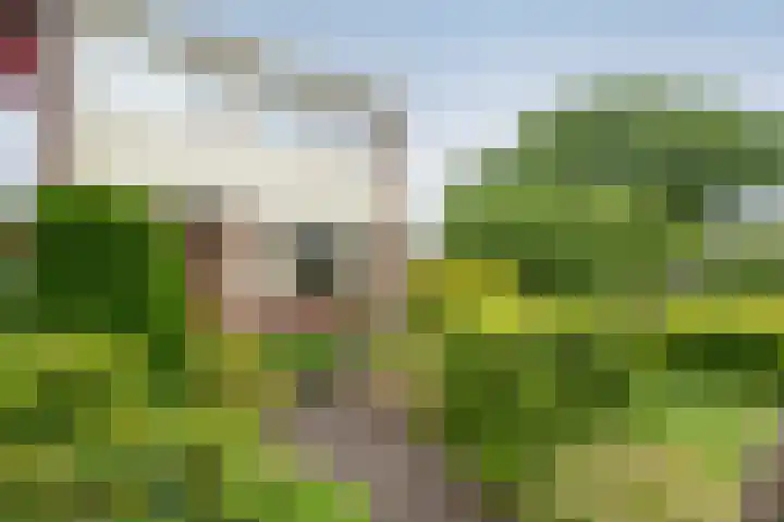 Bensingecamp 2 Emmen