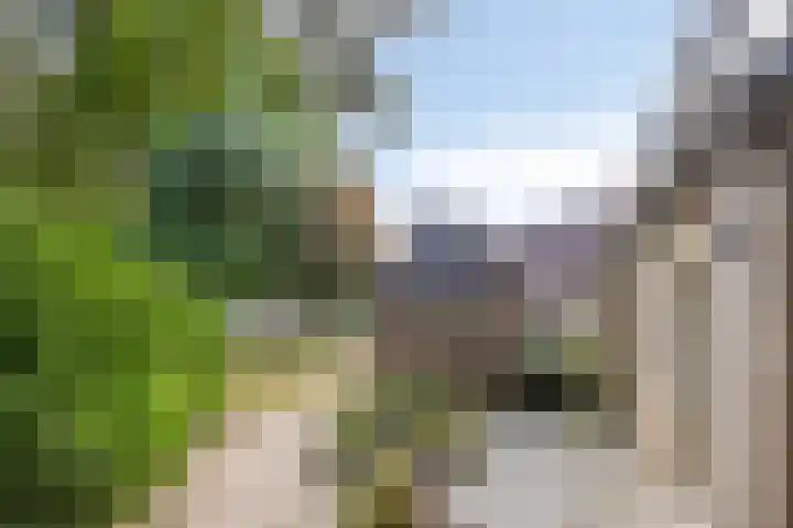 Bereklauw 65 Deventer thumbnail 35