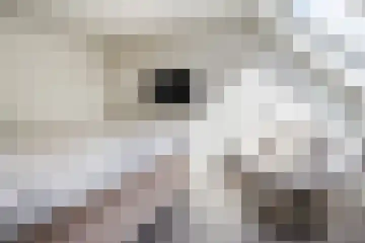Bereklauw 81 Cuijk thumbnail 16