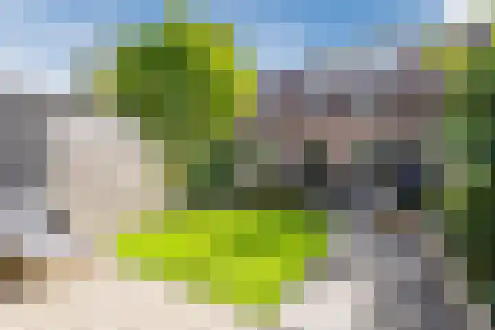 Bereklauw 81 Cuijk thumbnail 27