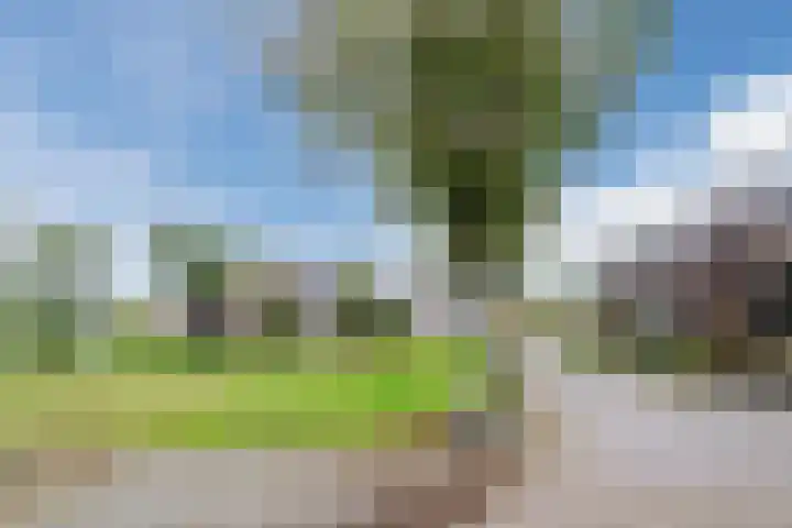 Bereklauw 81 Cuijk thumbnail 30