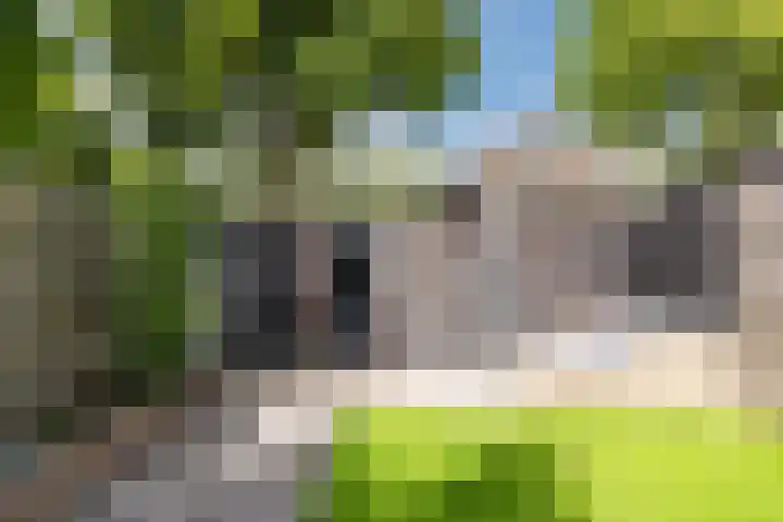 Bereklauw 81 Cuijk thumbnail 4