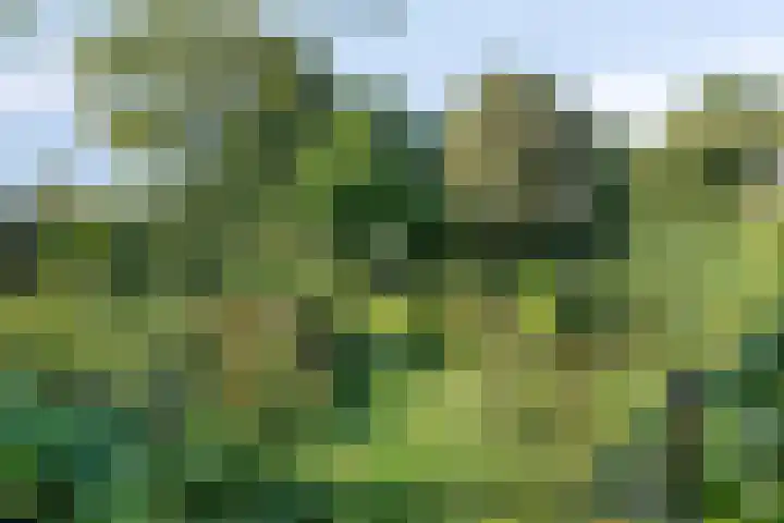 Bergdijk 7 Asten thumbnail 45
