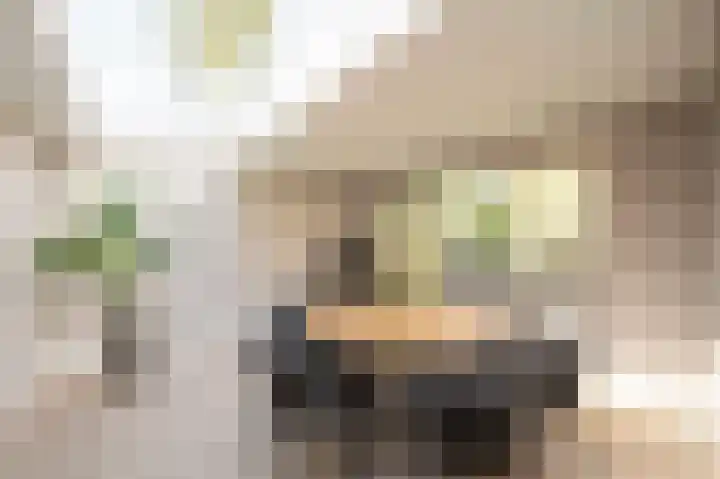 Berkenlaan 43 Bosschenhoofd thumbnail 34