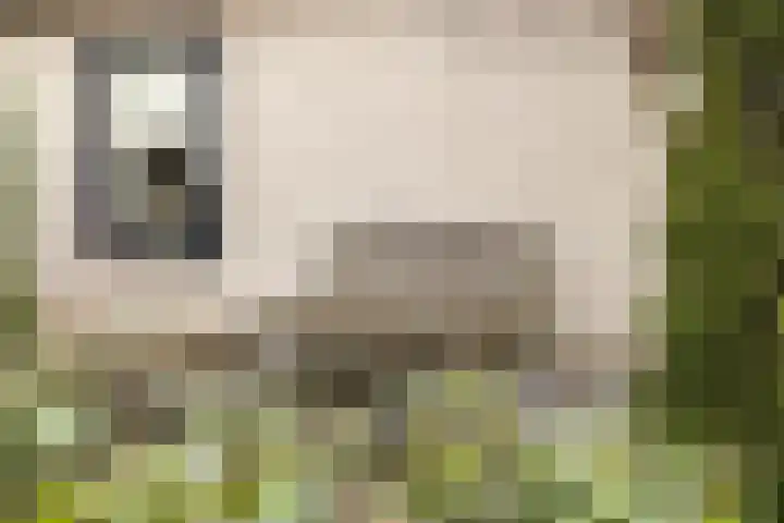Berkenring 86 Zundert thumbnail 7