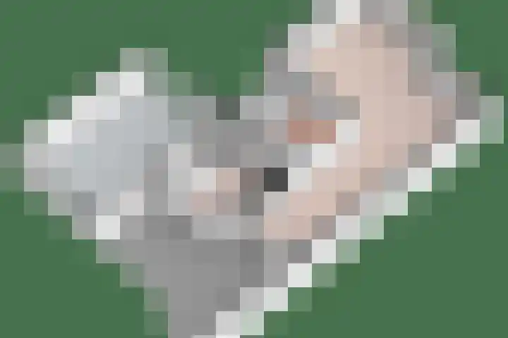 Berkenschakel 7 Bathmen thumbnail 32