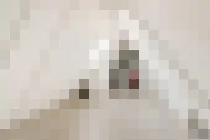 Beryl 45 Zoetermeer thumbnail 39