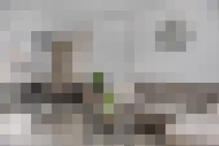 Bestevaerstraat 20 Assendelft thumbnail 4