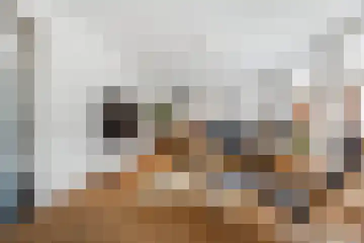 Beukeboomweg 30 Sittard thumbnail 14