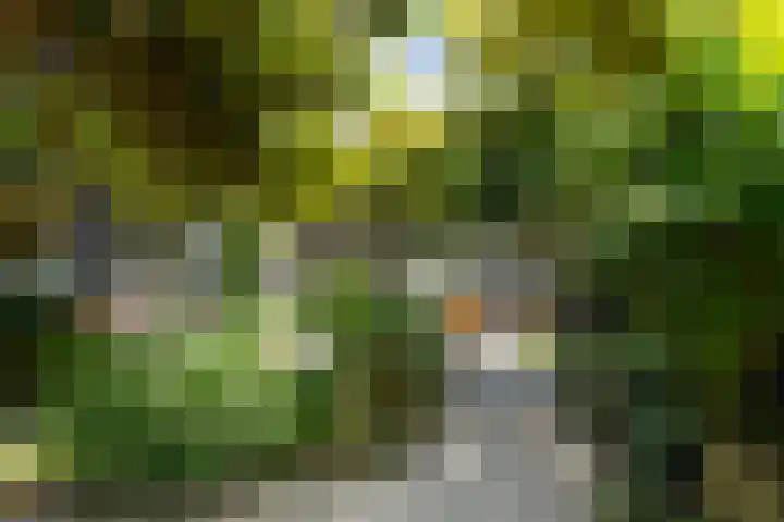 Beukendreef 50 Oisterwijk thumbnail 4