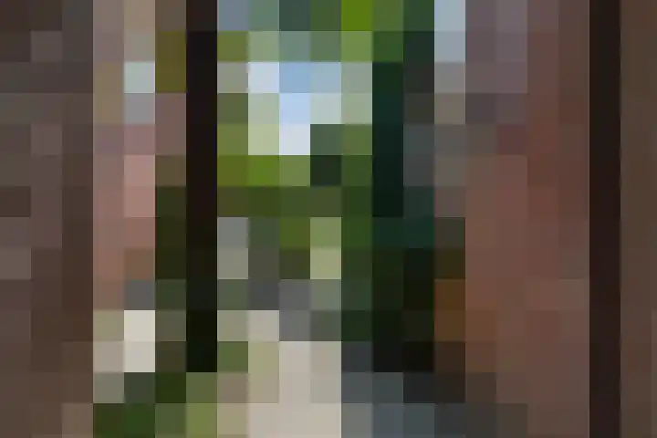 Beukendreef 50 Oisterwijk thumbnail 41
